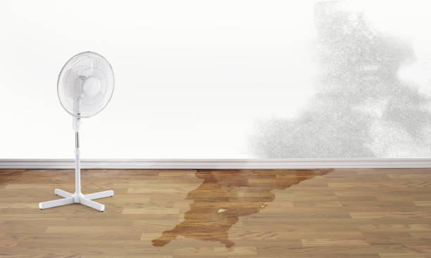 Best Professional water damage repair  in Clarence Center, NY